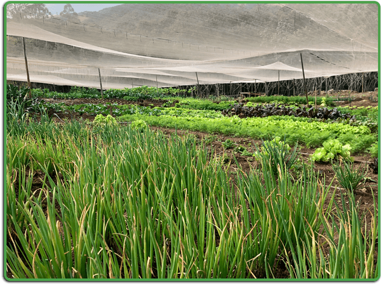 Entrega-produtos-organicos-5